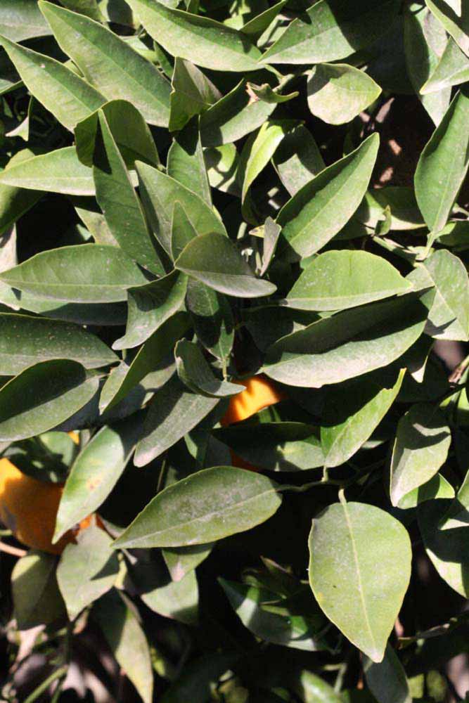            Sun leaves (Coarse, Riverside, CA)   